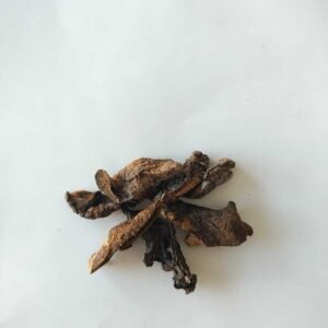 Hongos Secos de Pino