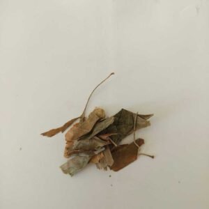 Ginkgo Biloba
